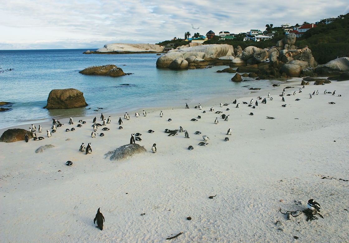 SUDAFRICA - Tour Essenza Boulders Beach