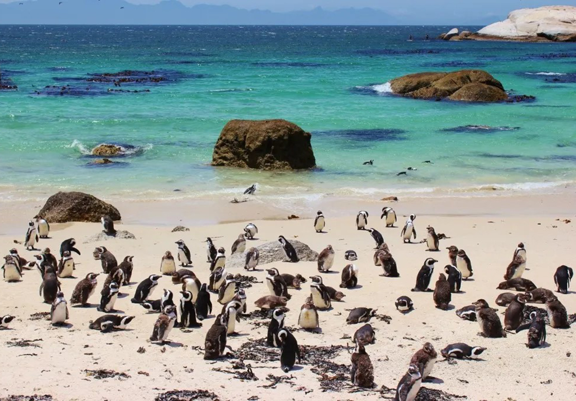 Sudafrica - tour Wosa Boulders beach Simons Tpwn