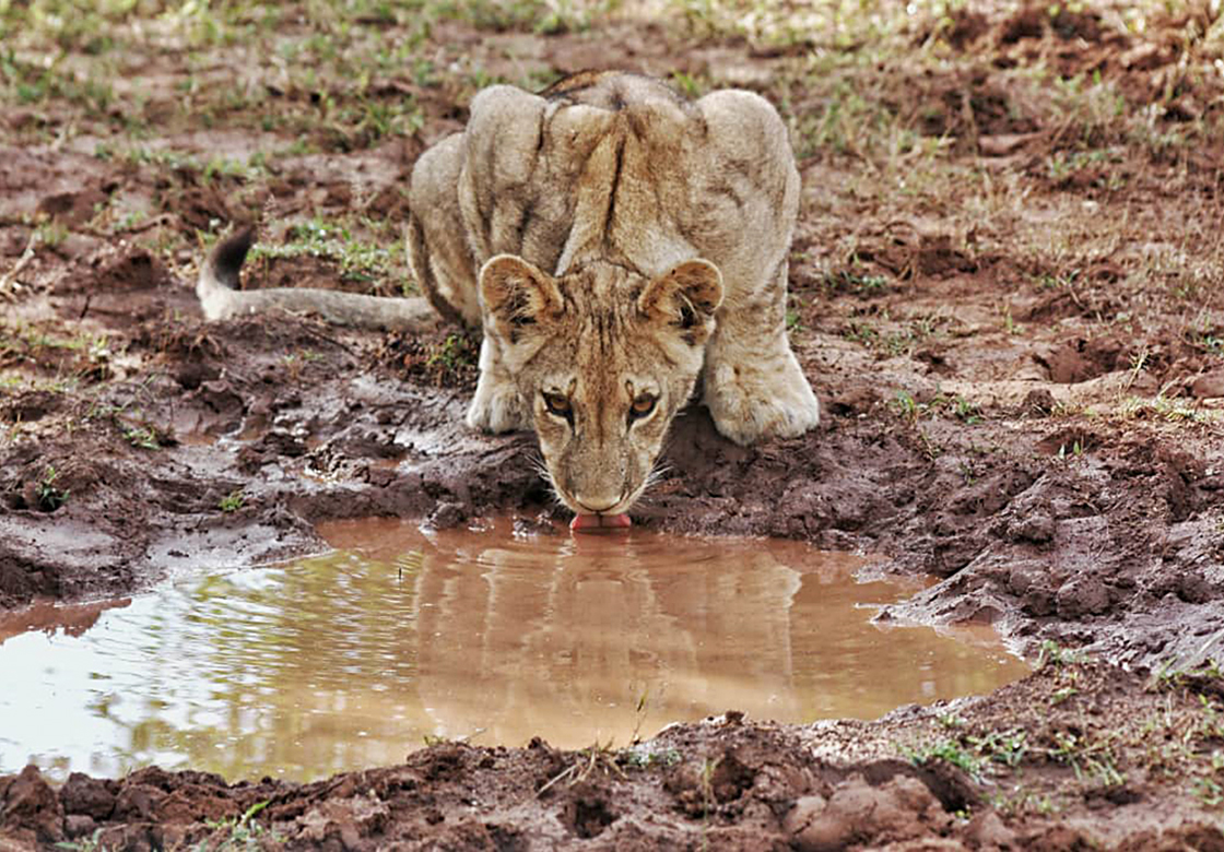 safari lion